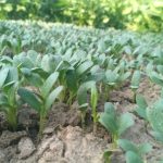 a group of plants that are in the dirt