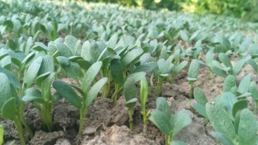 a group of plants that are in the dirt