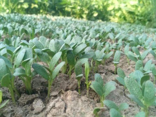 a group of plants that are in the dirt