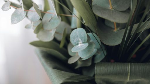 green plant in close up photography